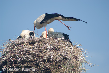 Weißstorch, Ciconia ciconia 003